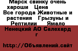 Марск свинку очень хароши › Цена ­ 2 000 - Все города Животные и растения » Грызуны и Рептилии   . Ямало-Ненецкий АО,Салехард г.